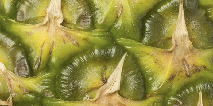 Catálogo Frutas Catálogo Frutas