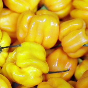 pimientos-amarillos pimientos-amarillos