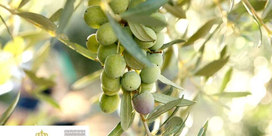 logo_marquesdeviana_2